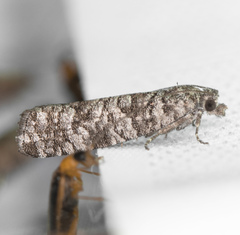 Retinia gemistrigulana