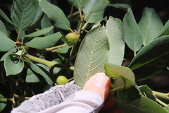 Frangula californica tomentella