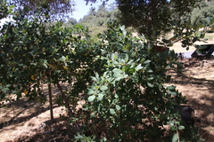 Frangula californica tomentella