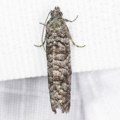 Retinia gemistrigulana