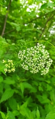 Chaerophyllum prescottii