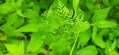 Chaerophyllum prescottii