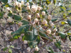 Gymnanthemum amygdalinum
