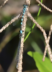 Coenagrion hastulatum