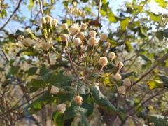 Gymnanthemum amygdalinum