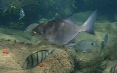 Neoscorpis lithophilus