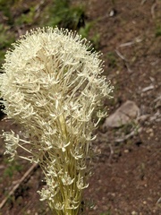 Xerophyllum