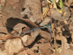 Platycnemis pennipes