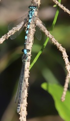 Coenagrion hastulatum