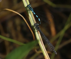 Coenagrion hastulatum