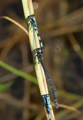 Coenagrion hastulatum