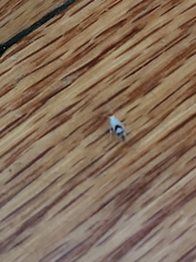 Argyresthia oreasella
