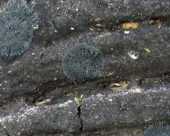 Glonium stellatum