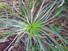 Eryngium horridum