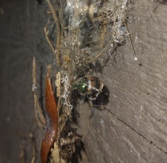 Onthophagus concinnus