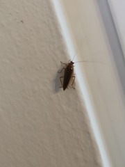 Ectobius vittiventris