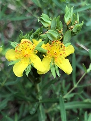 Hypericum dolabriforme