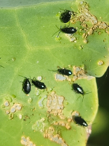 Turnip Flea Beetle