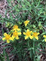 Hypericum dolabriforme
