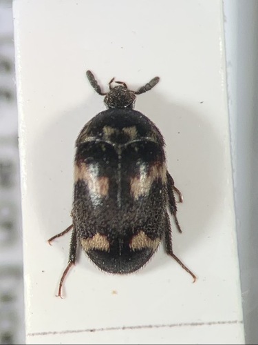 Attagenus fallax