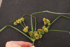 Cyperus entrerianus