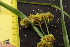 Cyperus entrerianus