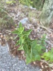 Brickellia cylindracea
