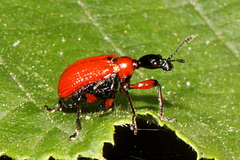 Apoderus coryli
