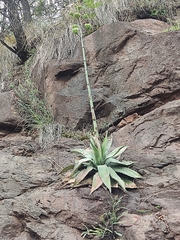 Agave shrevei