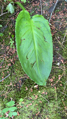 Symplocarpus foetidus