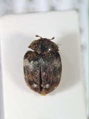 Anthrenus pimpinellae