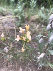 Collomia grandiflora