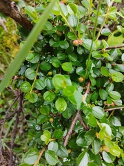 Cotoneaster hjelmqvistii