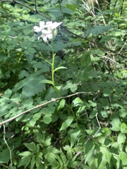 Hesperis matronalis candida