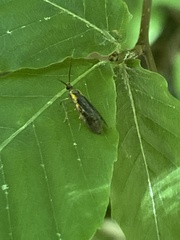 Mathildana newmanella