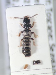 Anotylus inustus