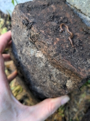 Bipalium kewense