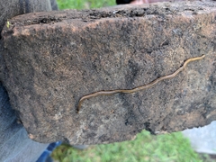 Bipalium kewense