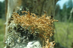 Sphaerophorus venerabilis