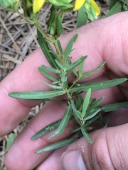 Hypericum dolabriforme