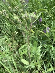 Potentilla transcaspia