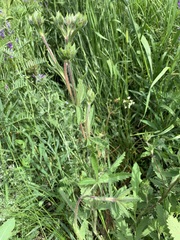 Potentilla transcaspia