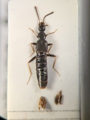 Parocyusa longitarsis