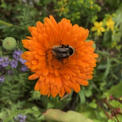 Bombus humilis