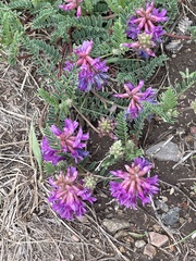 Astragalus hallii