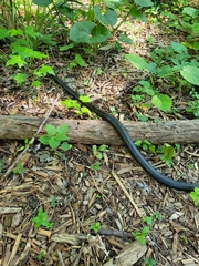 Pantherophis alleghaniensis