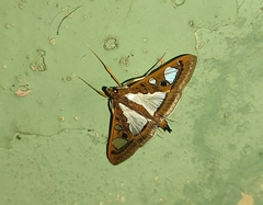 Glyphodes bivitralis