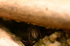 Habronattus coecatus