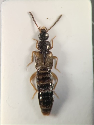 Atheta aeneicollis