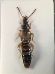Atheta aeneicollis